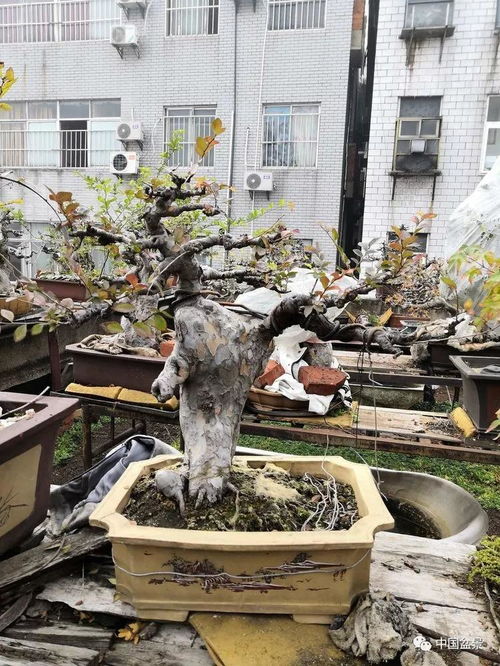 老驥伏櫪寫春秋